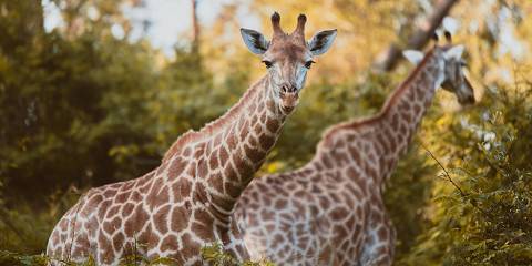 3-Day Timbavati Kambaku Safari Lodge Fly in Safari